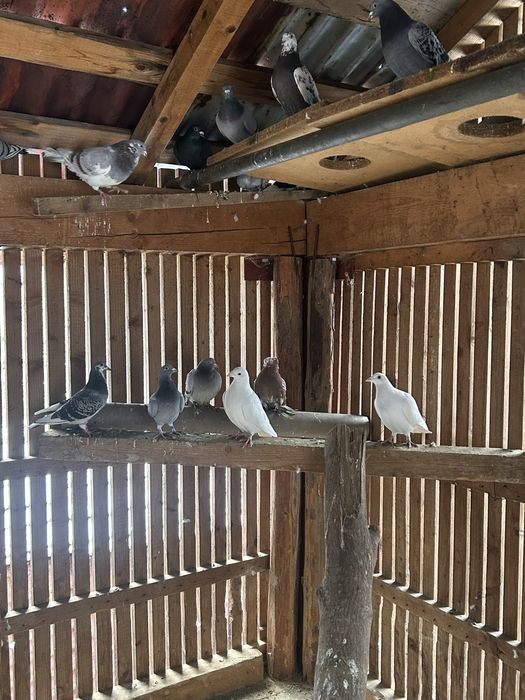 Vand porumbei voiajori