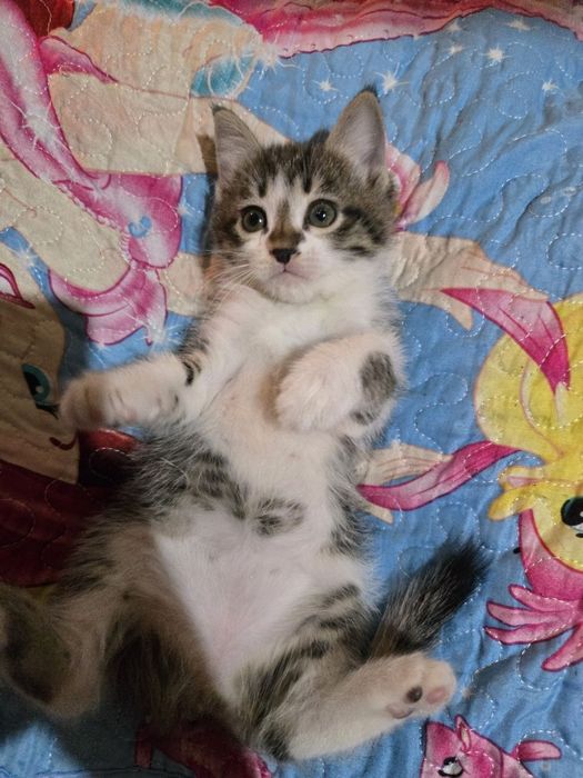 Отдам котят в добрые руки