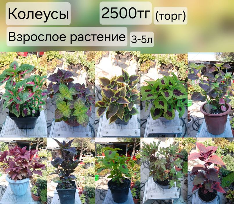 Колеус сортовой вегетативный и семенной.