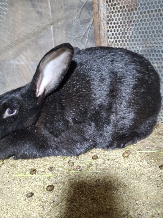 Аналик коян сатилади