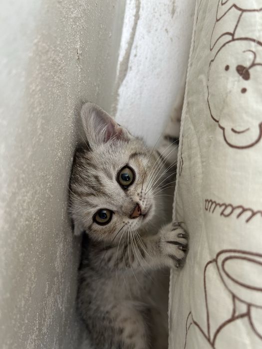 Продается котенок сладкий маленький мальчик британец