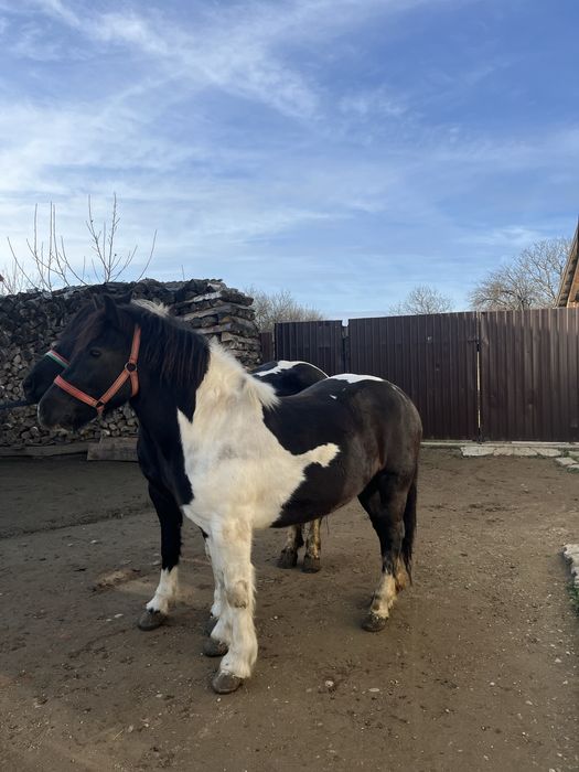 Vand doua iepe petriti