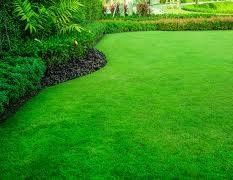 Gazon urug" sepamiz, tayor gazon ekamiz.