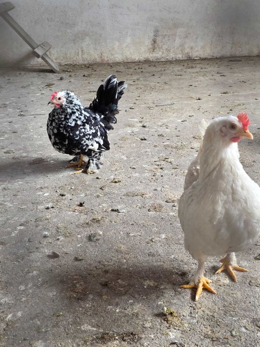 Pui găinușe pitice de 1 săptămână