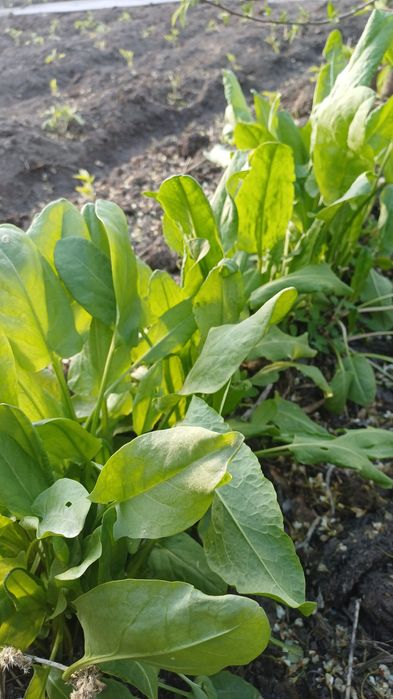 Продам лук, мята , щавель пучек