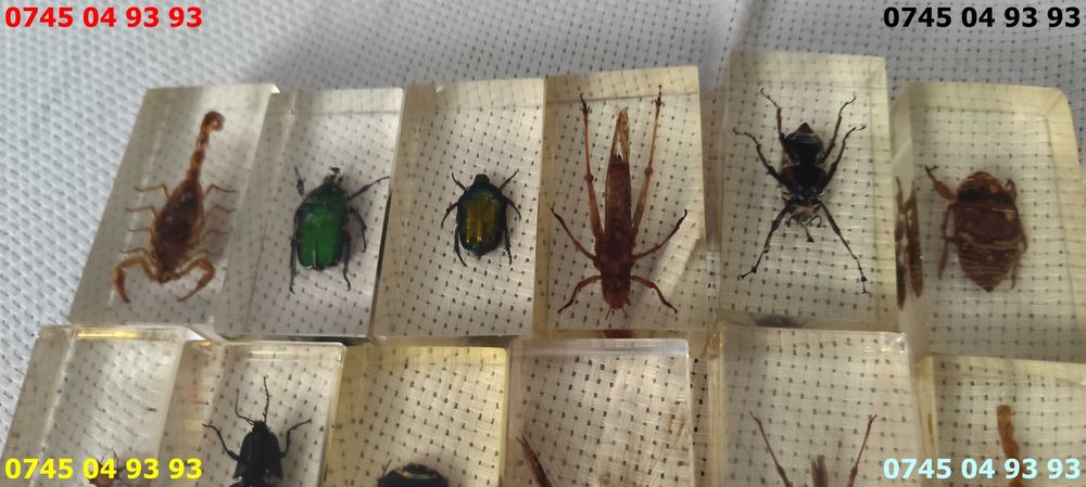 insecte seria Deagostini pret pe bucata