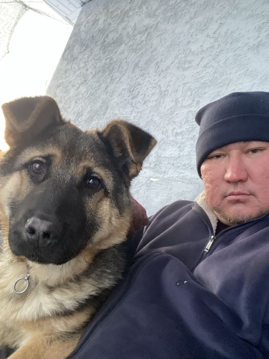 Ит сатамын,авчарка