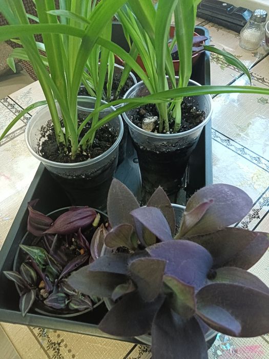 Цветочки от 700 т.