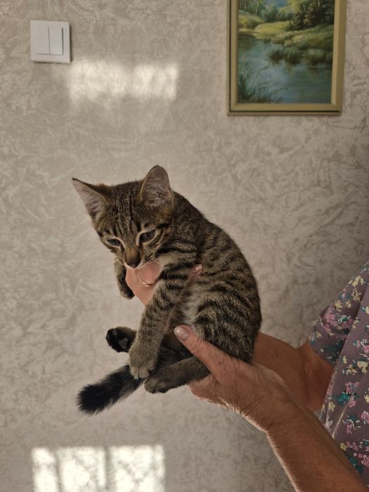 В добрые руки котенка