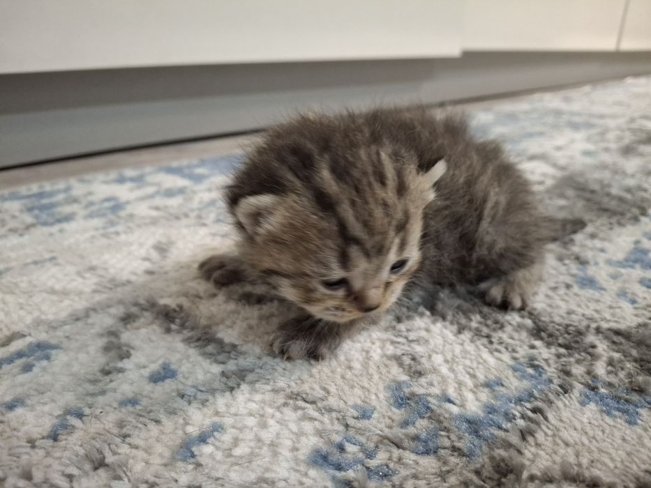 Котята, порода британец