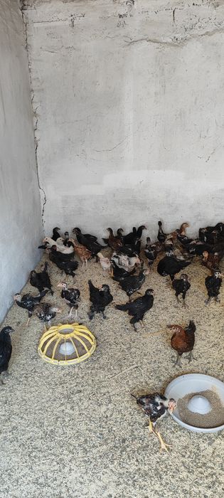 Домашние цыплята