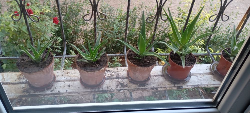 Aloe guli , Алое гули
