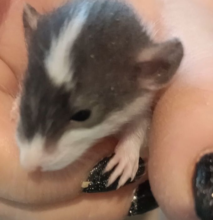 Крыски Дамбо ручные