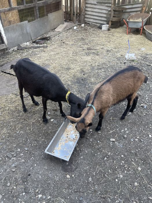 Vand capre alpin francez