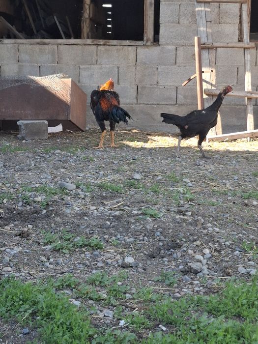 Продам петухов жужики