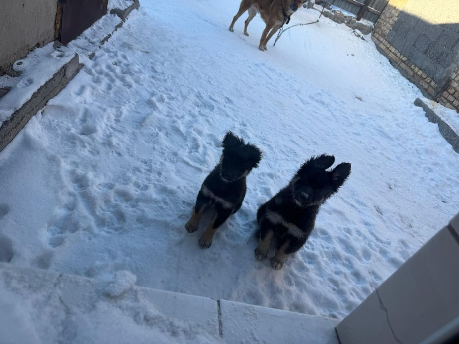 Дарю щенят!       .