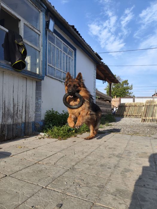 Длинношерстная Овчарка Вязка