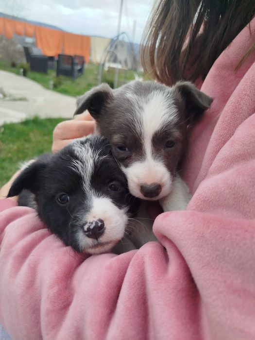 Donez cățelușe jucăușe