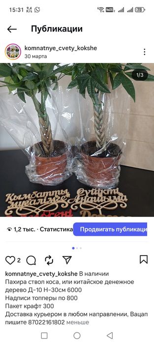 Комнатные цветы и растения