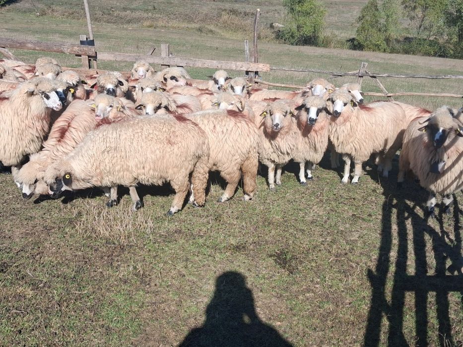 De vânzare 27 de oi