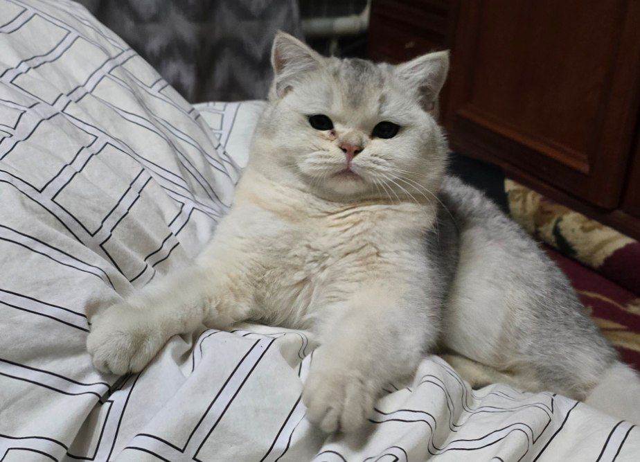 Britanski serebristi shinshilla