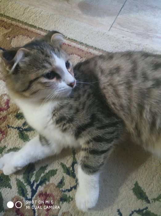 Кошка милая тихая, умная