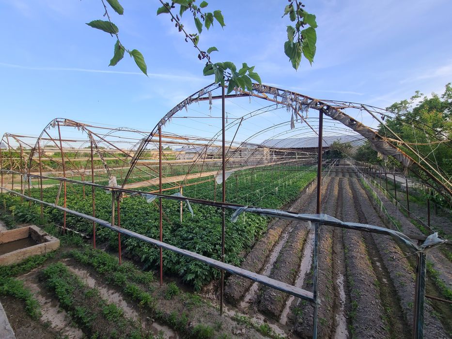 9 sotixli parnik sotiladi  tez va arzon narxlarda