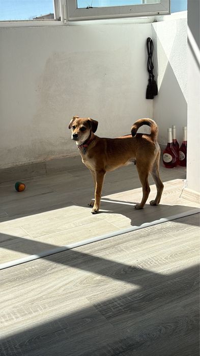 spre adopție cațel talie mică