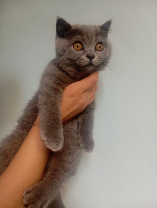 Серий котик мальчик