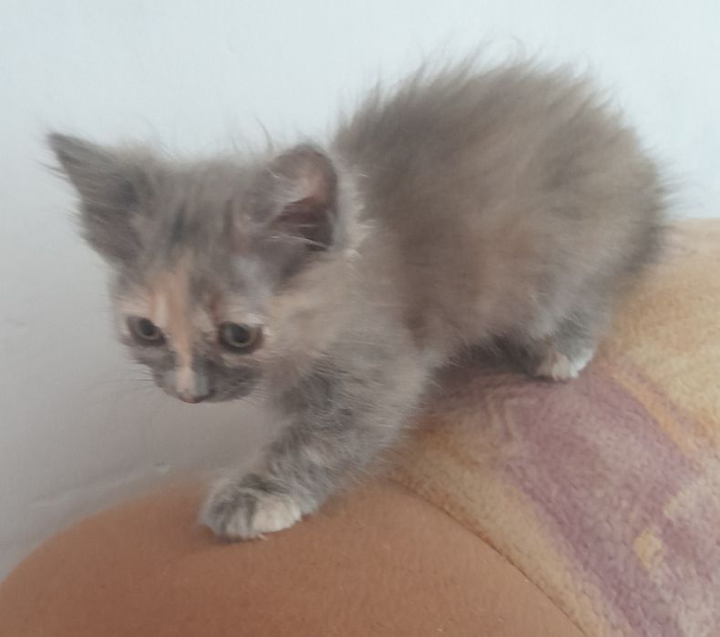 Кошечки в добрые руки