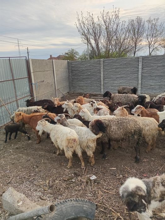 Vand capre si oi tote sunt tinere