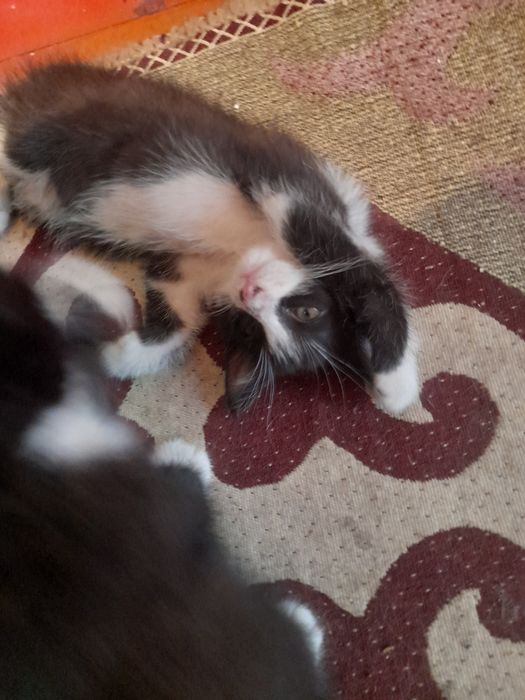 Отдам котят бесплатно