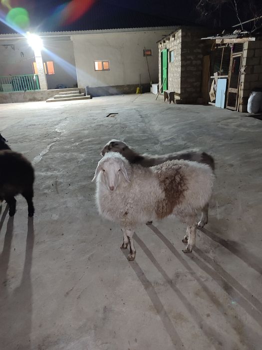 Қойлар сатылады 80мың теңге