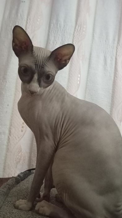 Кошечка. Канадский сфинкс.