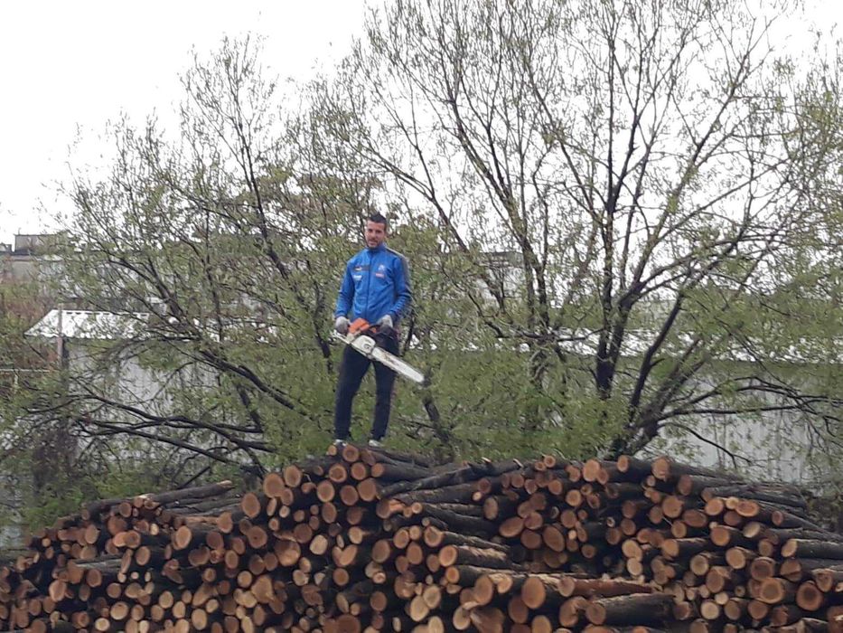 Режа дърва и опасни дървета