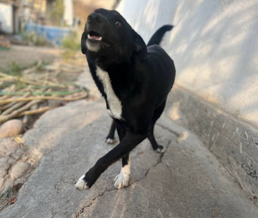 В добрые руки , ищем дом для кабеля.