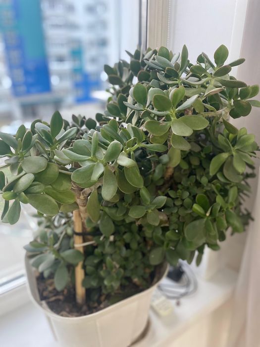 Комнатные цветы разные