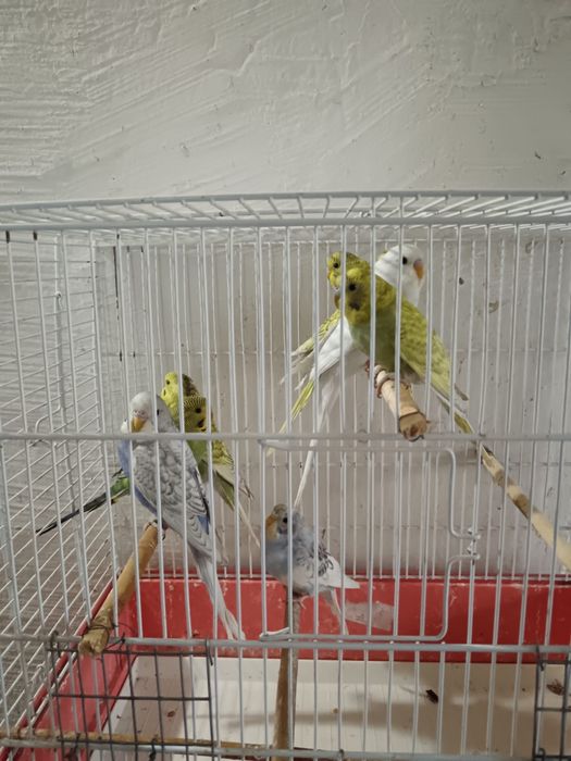 De vanzare perusi si zebre australiene