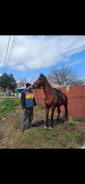 Vând iapa pur sange englez 7 ani cu acte și pedigri