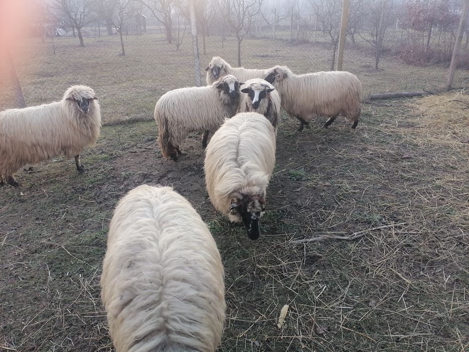 Vând oi Turcană.