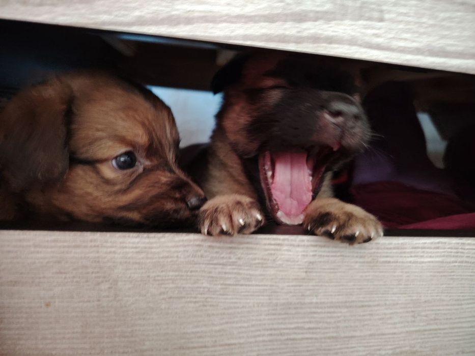 Отдам даром щенят в хорошие руки  месяц