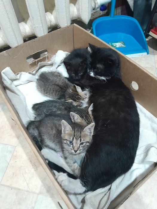 Котята в добрые руки