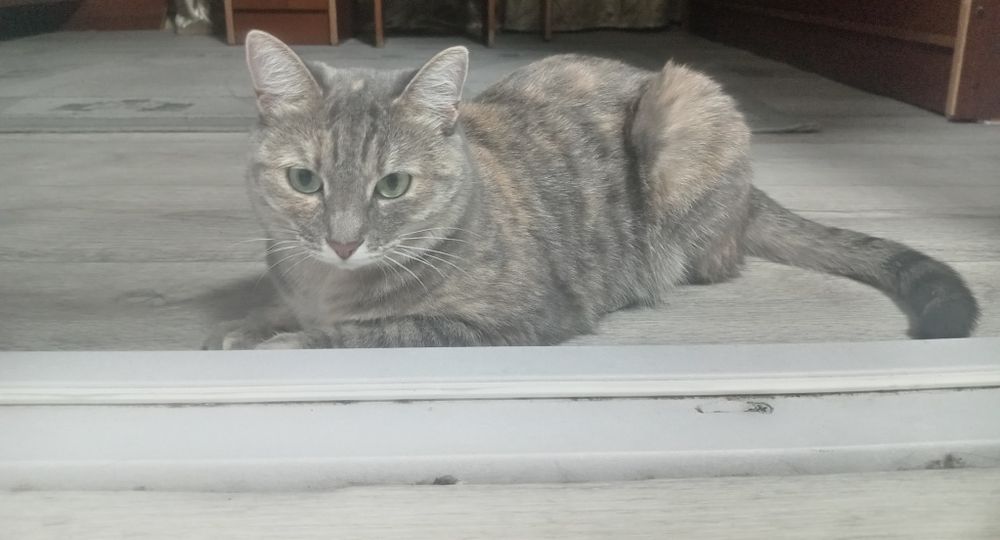 Отдам даром  кошку