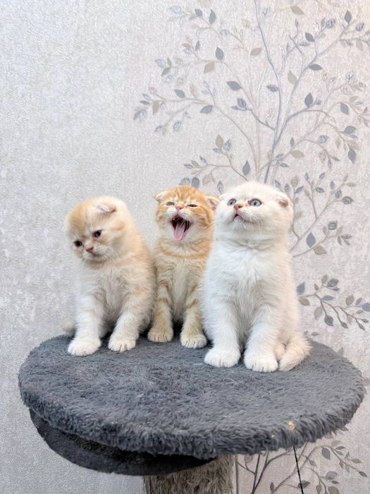 Шотландский вислоухие