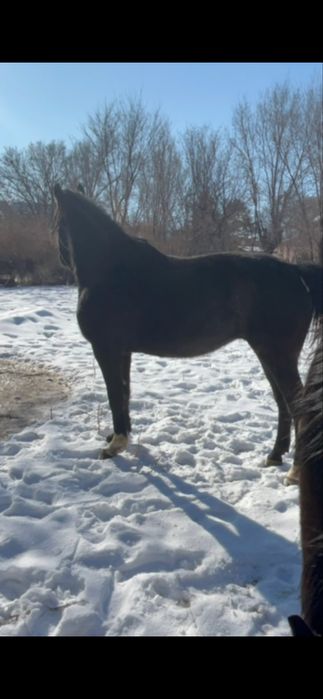 Таза қан бие сатылымда