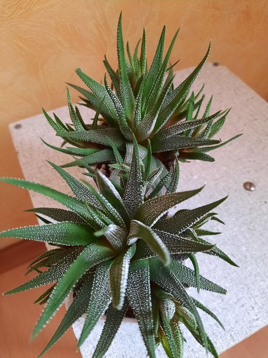 Кактусы и суккуленты.