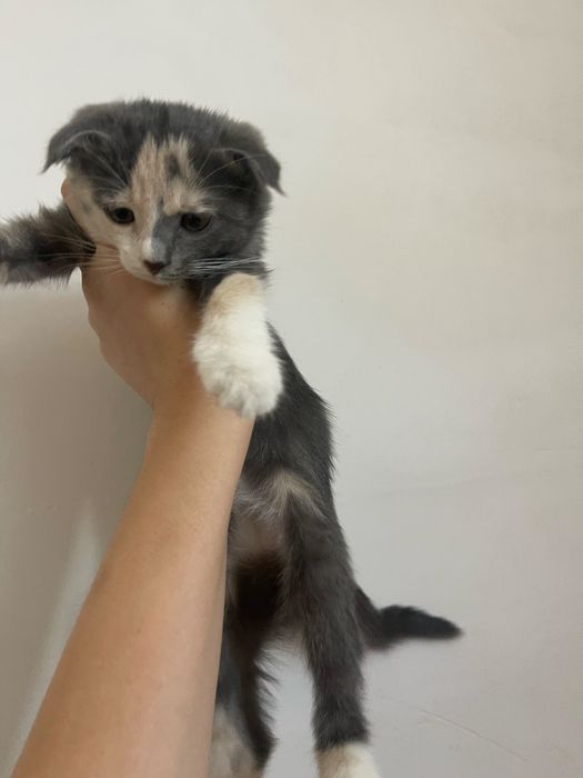 Шотландская вислоухая кошка