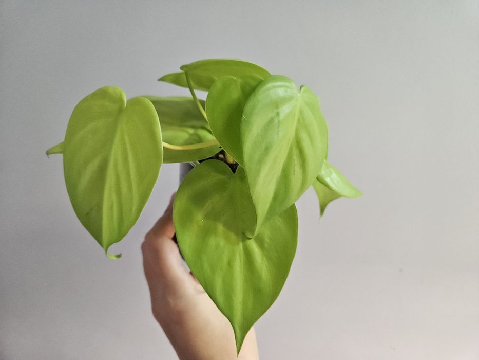 Филодендрон лайм