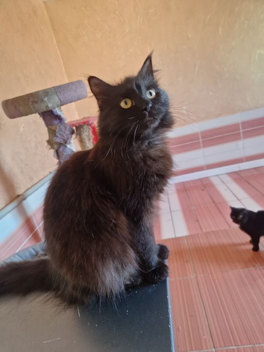 Красавица Багира