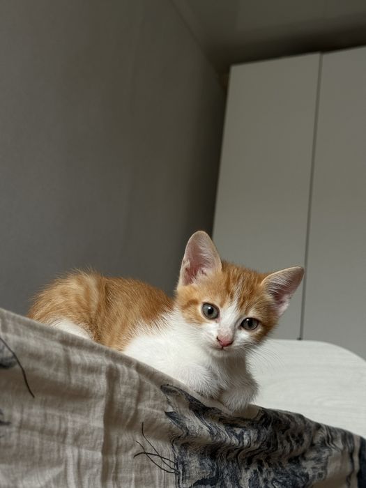 Котенок рыжий.